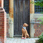Vizsla sitting proudly in a grey tweed dog bandana outside a country doorway, with our orange dog bone toy by his paws