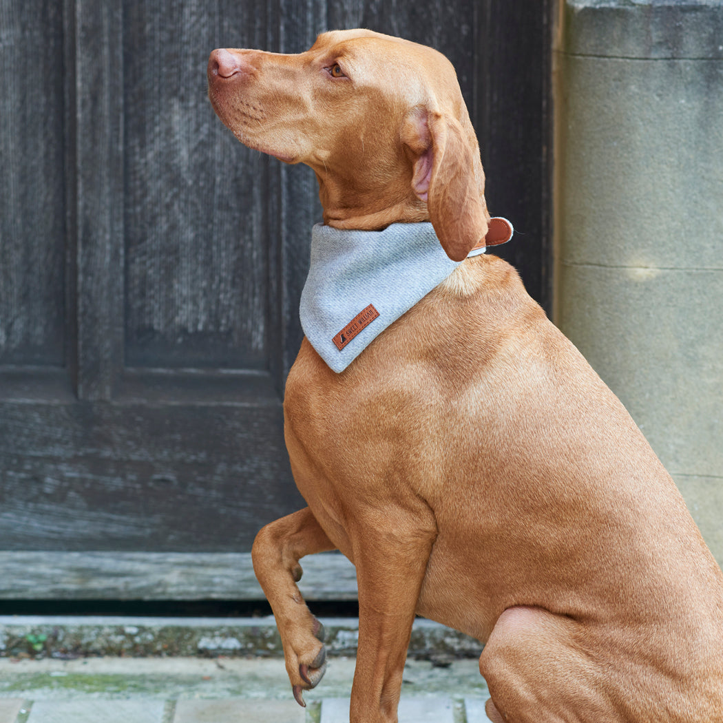 Vizsla sitting proudly by a country doorway in a grey tweed dog bandana by Sweet William Designs