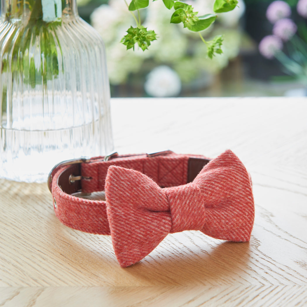 Orange tweed dog bow tie attached to a matching collar, a smart country-style accessory for special occasions and everyday walks