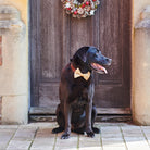 A black Labrador wearing a gold velvet Christmas bow tie beneath a festive wreath, looking very dapper for the celebrations