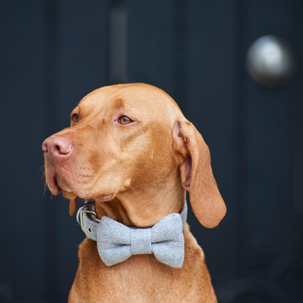 Dog wearing a grey tweed bow tie and collar