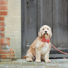Cream Cockapoo wearing an orange tweed dog bow tie with a matching lead, sitting proudly outside a rustic wooden door