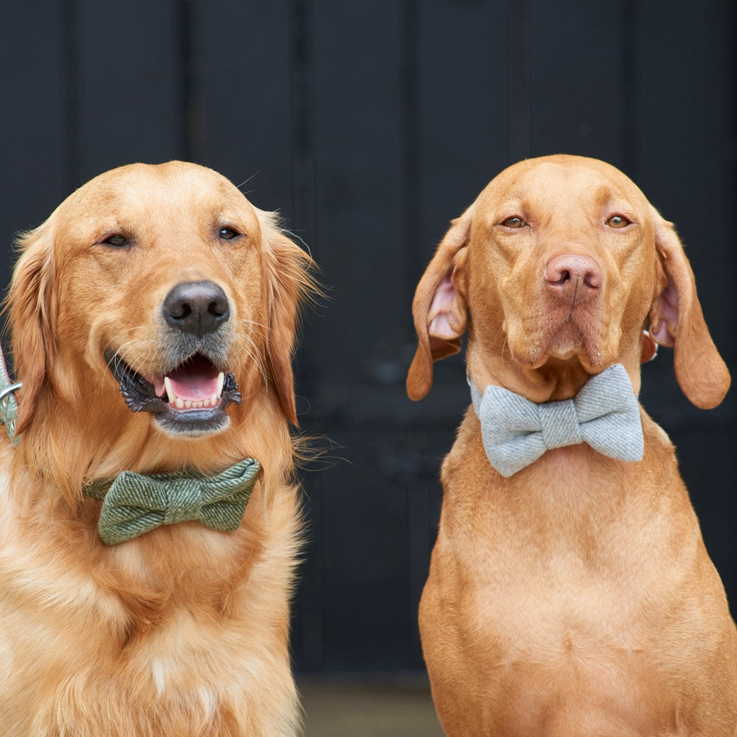 Dogs wearing tweed bow ties