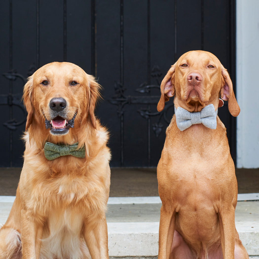 Dogs wearing tweed bow ties
