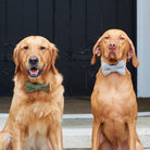 Dogs wearing tweed bow ties
