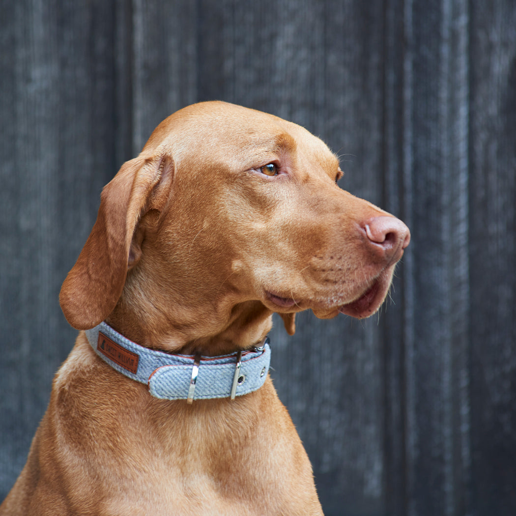Dog wearing a grey tweed dog collar on a country walk