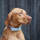 Dog wearing a grey tweed dog collar on a country walk
