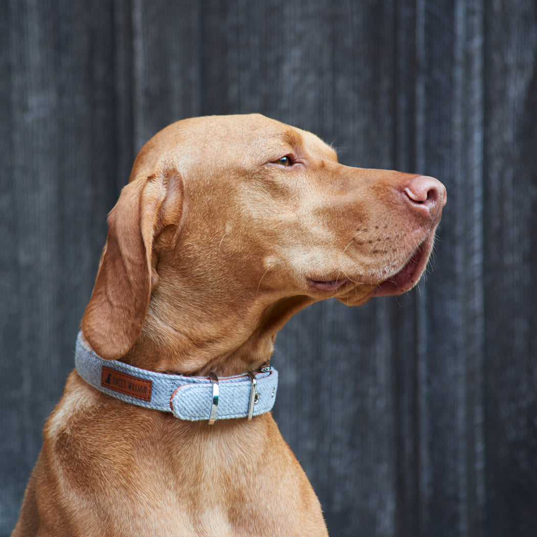 Dog wearing a grey tweed dog collar