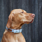 Dog wearing a grey tweed dog collar