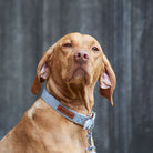Dog wearing a grey tweed dog collar outdoors