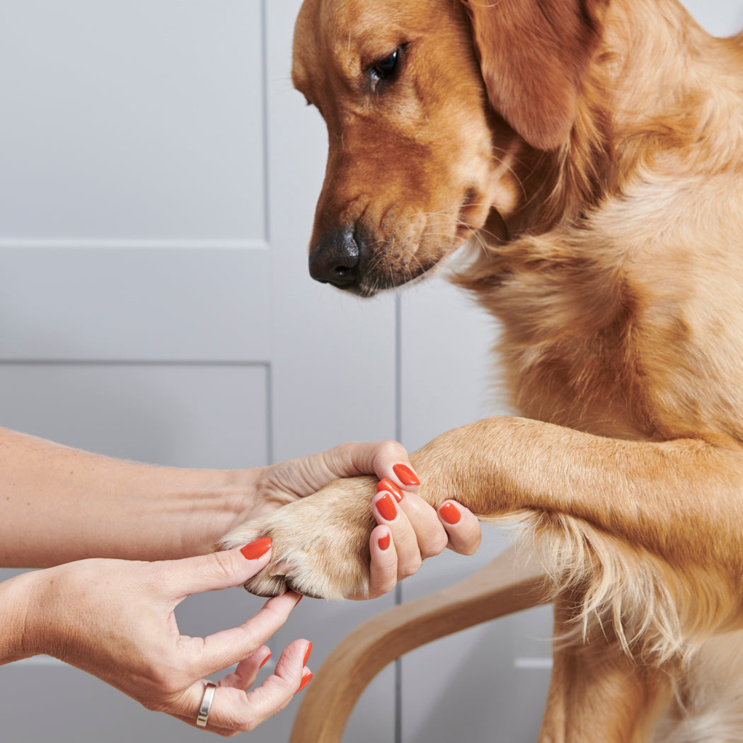 Close-up of Cooper the Golden Retriever’s front paw being gently massaged with Sweet William Organic Dog Paw & Nose Balm