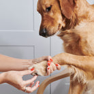 Close-up of Cooper the Golden Retriever’s front paw being gently massaged with Sweet William Organic Dog Paw & Nose Balm
