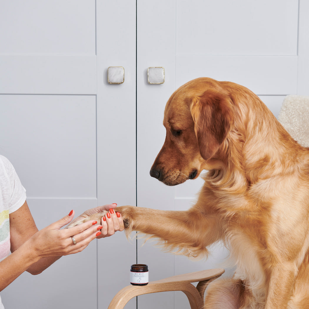 Cooper the Golden Retriever sitting on a chair while a person gently tends to his front paw, with Organic Paw & Nose Balm