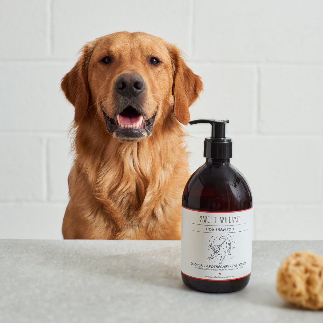 Cooper the Golden Retriever beside a bottle of Sweet William Cooper’s Apothecary dog shampoo, a vegan and pH-balanced dog wash
