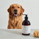 Cooper the Golden Retriever beside a bottle of Sweet William Cooper’s Apothecary dog shampoo, a vegan and pH-balanced dog wash