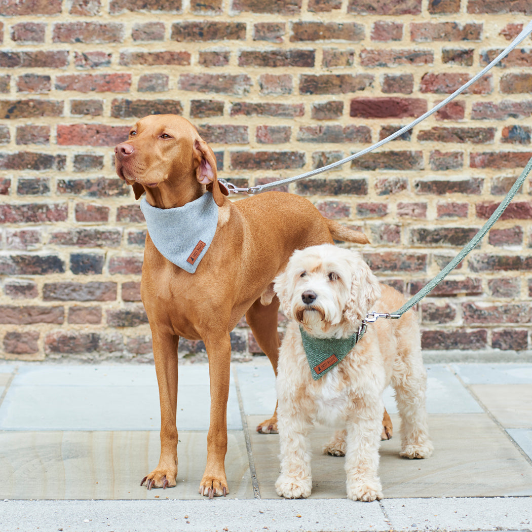 Vizsla and Cockapoo looking beautifully coordinated in grey and green tweed dog bandanas with matching leads on their daily walk
