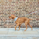 Vizsla wearing a grey tweed dog bandana with a matching lead, out for a walk beside a brick wall