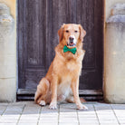 Golden Retriever sitting smartly by a wooden doorway in a green velvet dog bow tie, perfect gift for dogs
