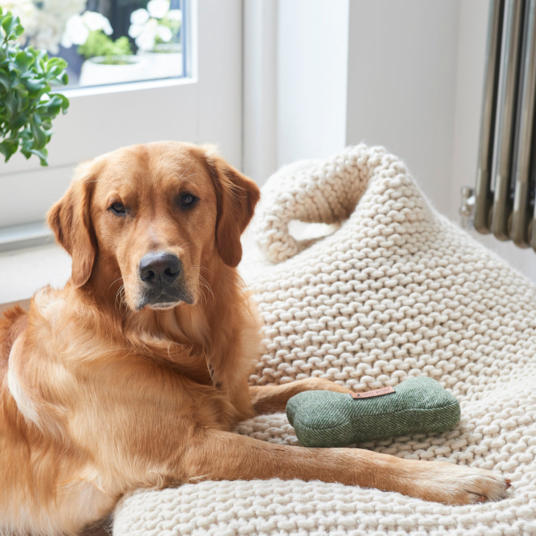 Golden Retriever relaxing beside a green tweed dog bone toy on a chunky white blanket