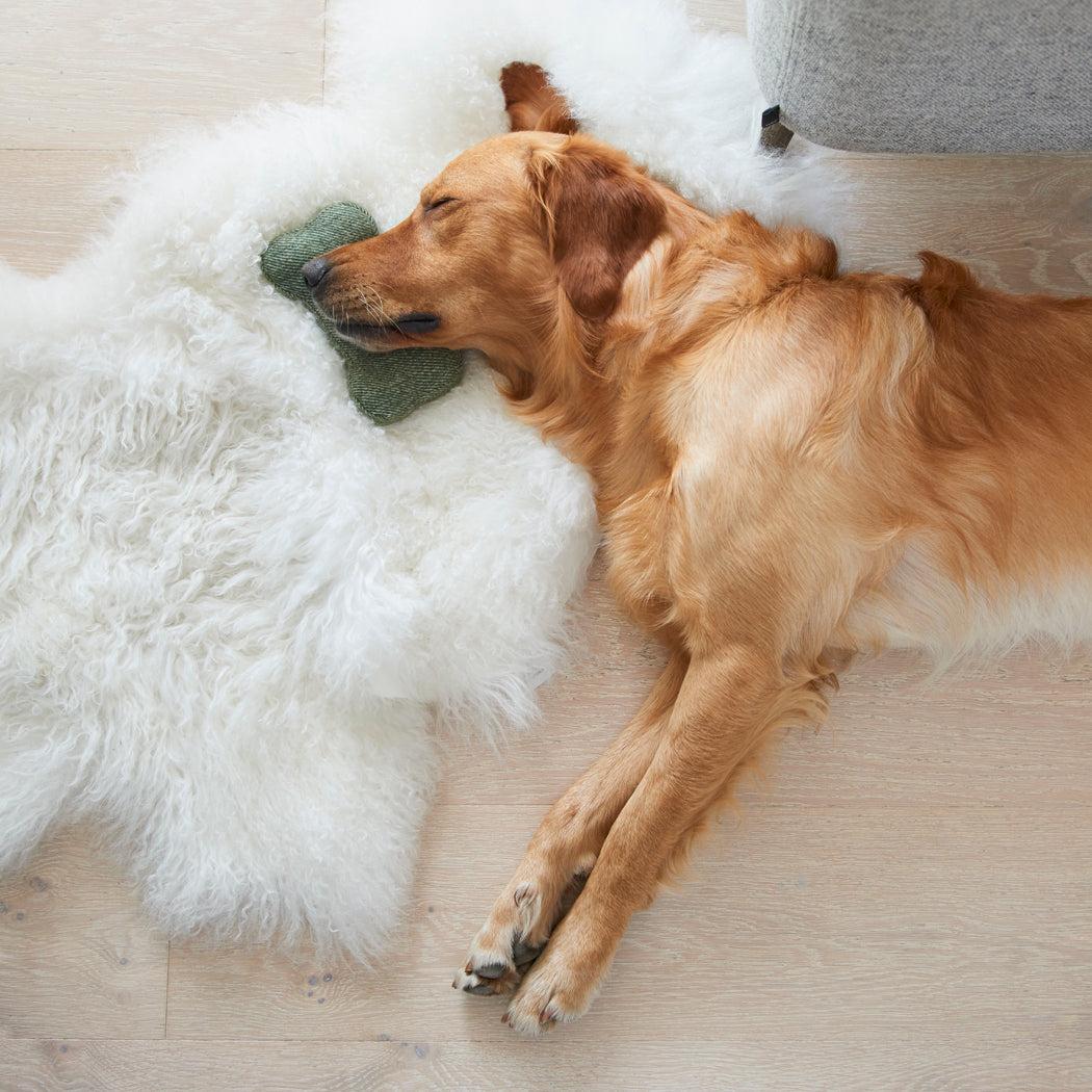 Golden Retriever snoozing beside a green tweed dog bone toy on a soft white rug