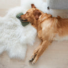 Golden Retriever snoozing beside a green tweed dog bone toy on a soft white rug