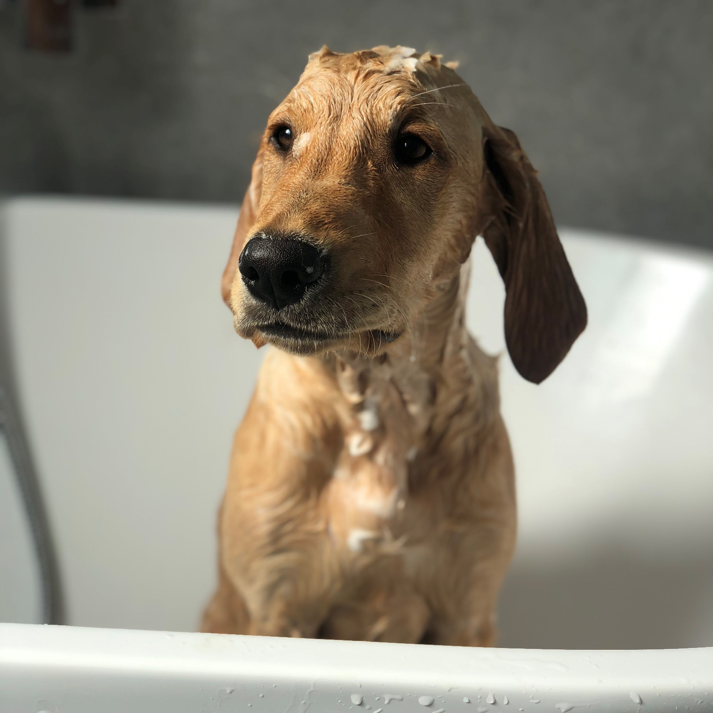 Cooper the Golden Retriever sitting in a bathtub after a muddy adventure being pampered with Sweet William's dog shampoo