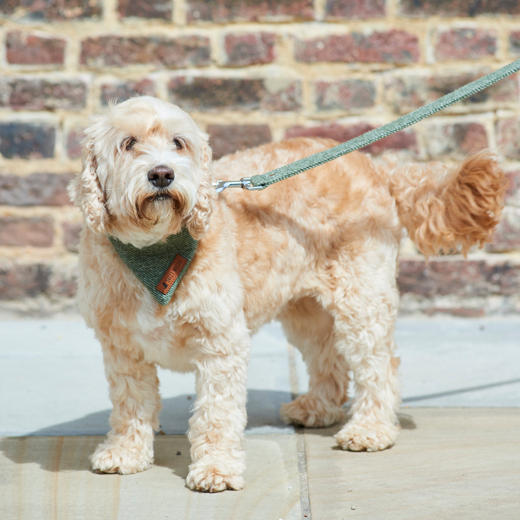 Dog wearing a green tweed dog lead