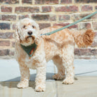 Dog wearing a green tweed dog lead