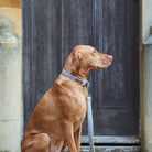 Dog wearing a grey tweed dog lead