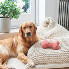 Golden Retriever relaxing beside an orange tweed dog bone toy on a cosy knitted blanket