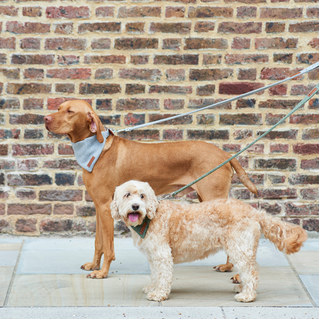 Dog wearing a green tweed dog lead outdoors