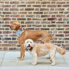 Dog wearing a green tweed dog lead outdoors