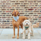 Dogs wearing a green tweed dog lead on a walk