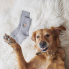 Golden Retriever with matching embroidered dog walking socks — Sweet William Designs