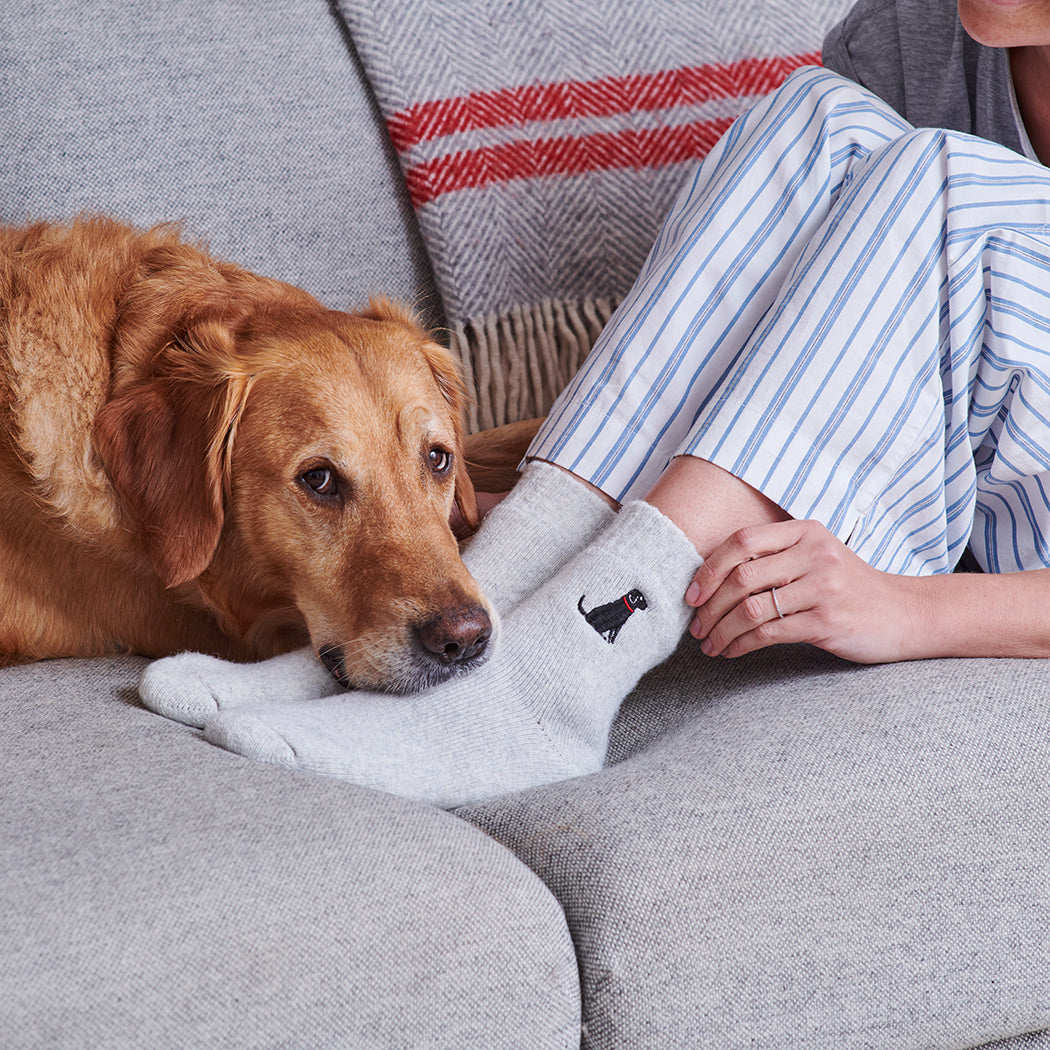 dog relaxing with Black Labrador embroidered dog walking socks