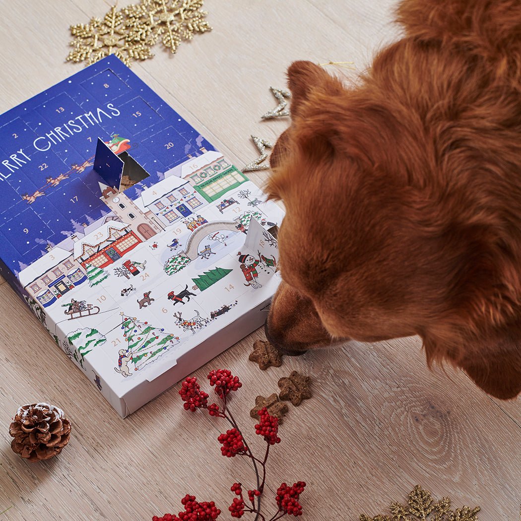 Christmas Dog Treat Advent Calendar pictured with Cooper the Golden Retriever, in a festive home setting, by Sweet William Designs