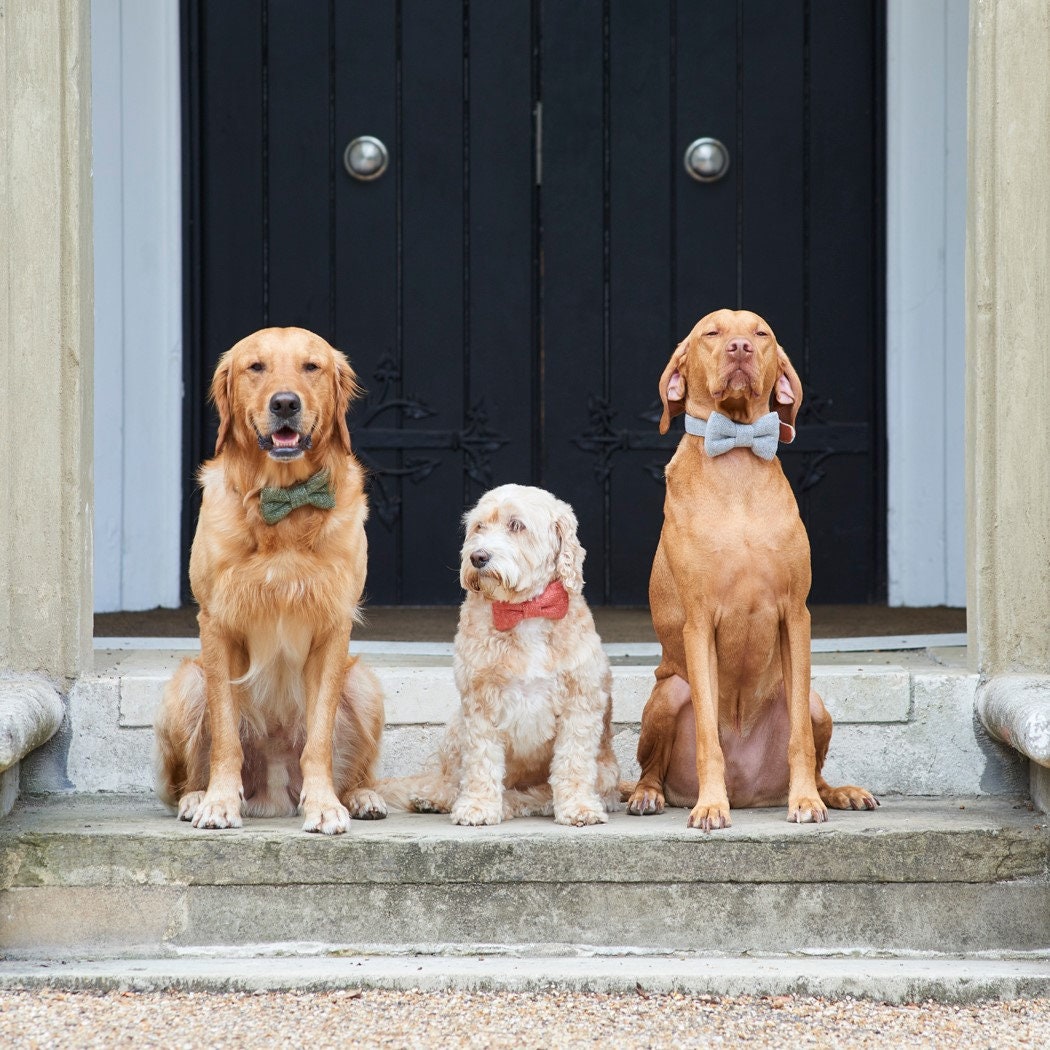 Three Sweet William dapper dogs wearing green, orange and grey tweed bow ties outside a country doorway
