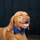 Vizsla showing off his navy velvet bow tie, looking smart against the dark doorway