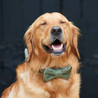 Green tweed dog bow tie close-up