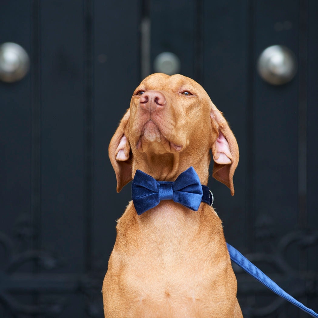 Vizsla looking smart in a navy velvet dog bow tie with a matching lead in front of a rustic doorway