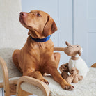 Scooby the Vizsla sitting beside Woolliam the Lamb squeaky dog toy — plush toy for dogs by Sweet William Designs