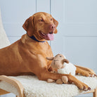 Vizsla dog resting paw on Woolliam the Lamb squeaky dog toy — unique gift for dogs by Sweet William Designs