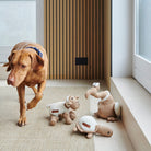 Scooby the Vizsla playing with a collection of Sweet William Designs dog toys, including Horatio the Turtle, Woolliam the Lamb and Tarquin the Dodo