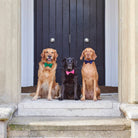 Golden Retriever, black Labrador and Vizsla sitting together on a doorstep in green, pink and navy velvet bow ties by Sweet William Designs