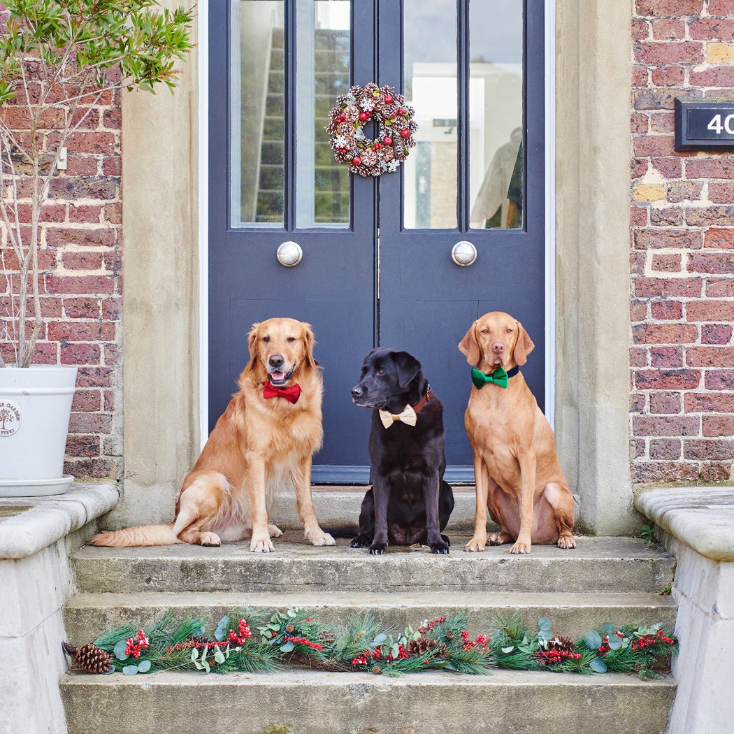 A golden retriever, black Labrador and Vizsla wearing Christmas bow ties at a festive front door, with the black Labrador in gold velvet