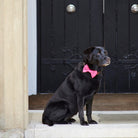 Black Labrador sitting smartly on a doorstep in a pink velvet dog bow tie