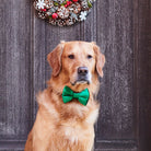 A golden retriever wearing a green velvet Christmas bow tie beneath a festive wreath, ready to celebrate