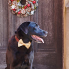 A smart black Labrador wearing a gold velvet Christmas bow tie beneath a festive wreath, perfect gift for dogs